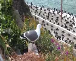 The island is has a mesmerizing view because it is filled with various species of all kinds of birds. The most found birds on the island are orange-fo